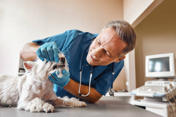 Best Walk-In Emergency Dental Services in Cokato, MN